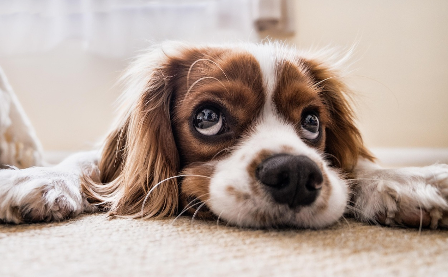Cavalier king charles blanc et feu allongé sur un tapis, le regard levé