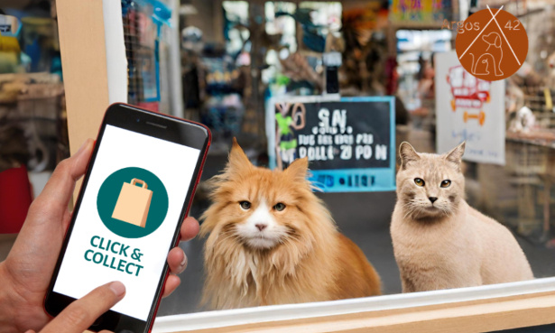 Interdiction de vente de chiens et chats en animalerie : une loi encore trop contournée