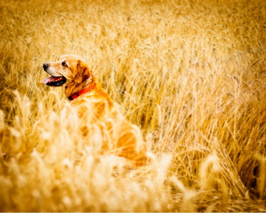 Chien dans hautes herbes : danger épillets, symptômes urgence vétérinaire