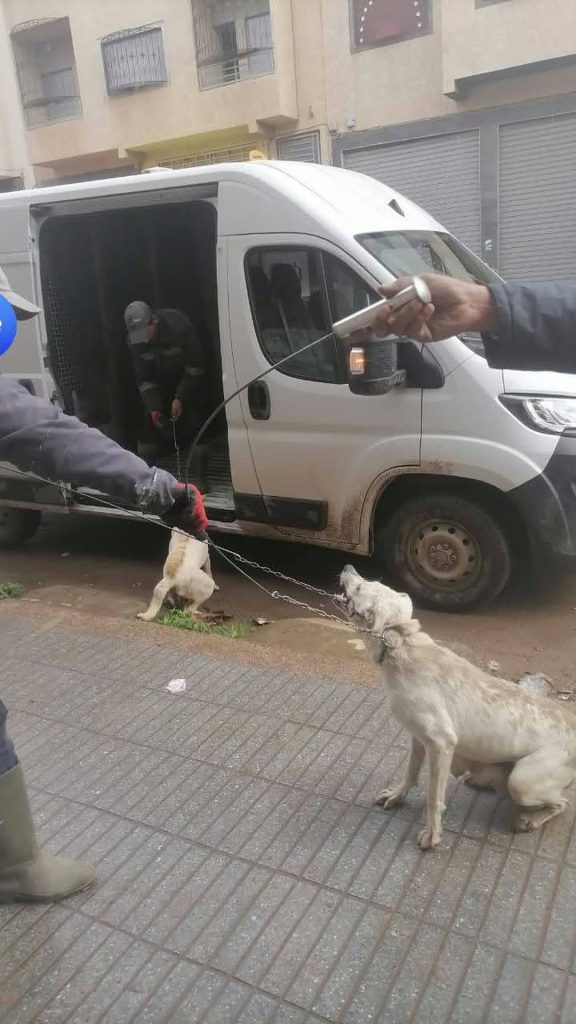 chien du maroc