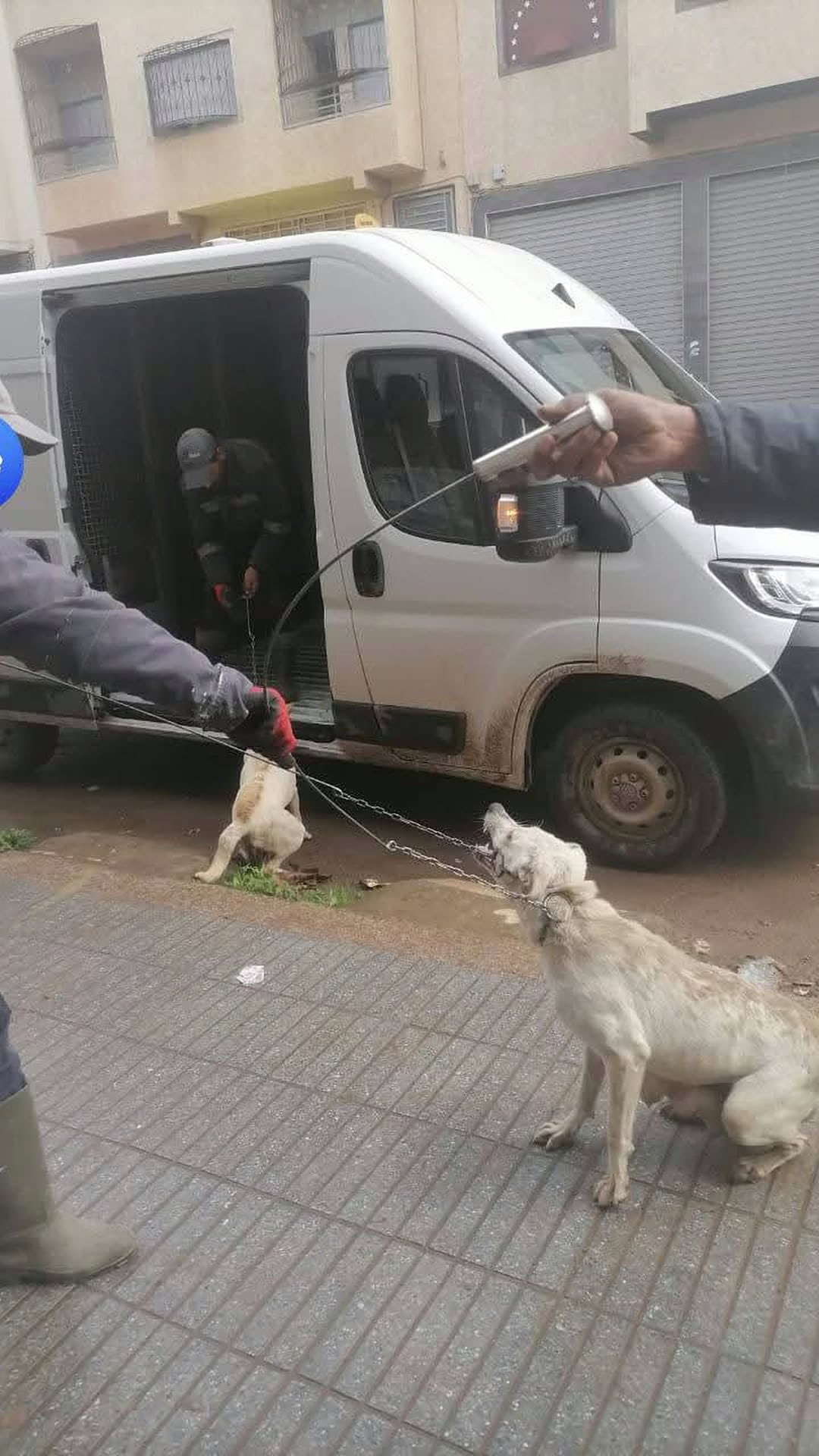 Gestion des chiens errants au Maroc : pourquoi le TNVR n’est-il pas appliqué malgré les promesses ?