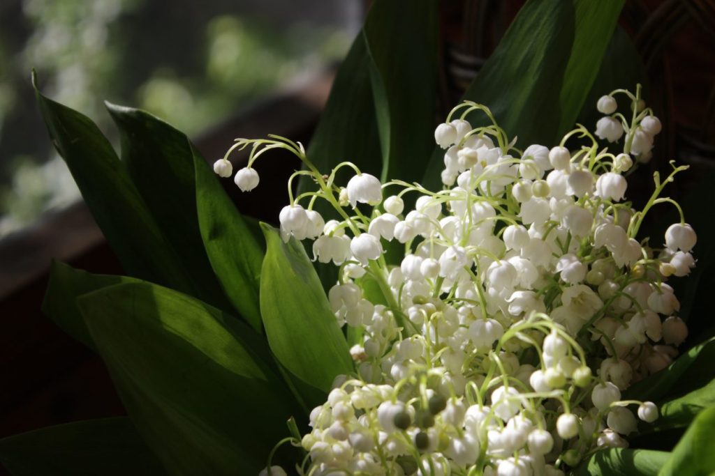 muguet toxique pour les animaux
