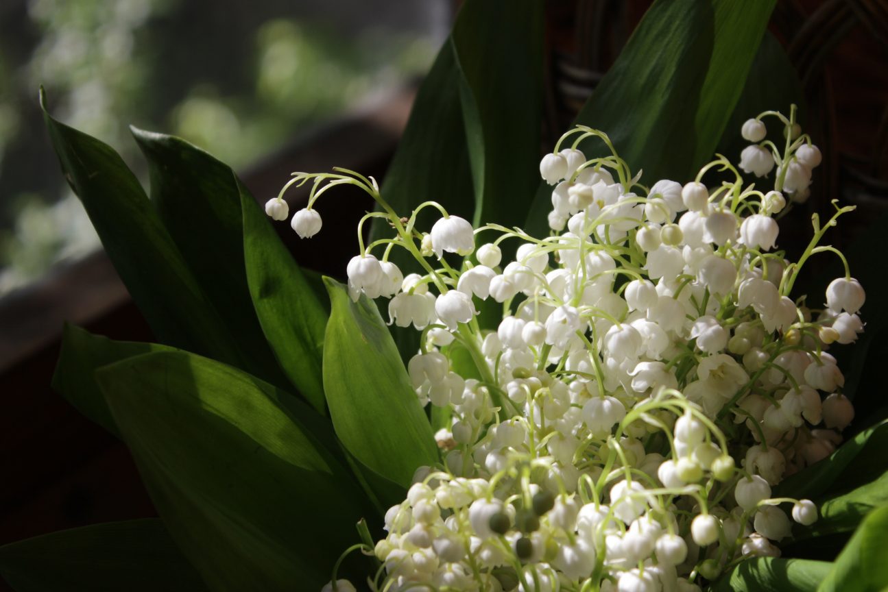 Le muguet du 1er mai est-il dangereux pour les chiens et chats ?