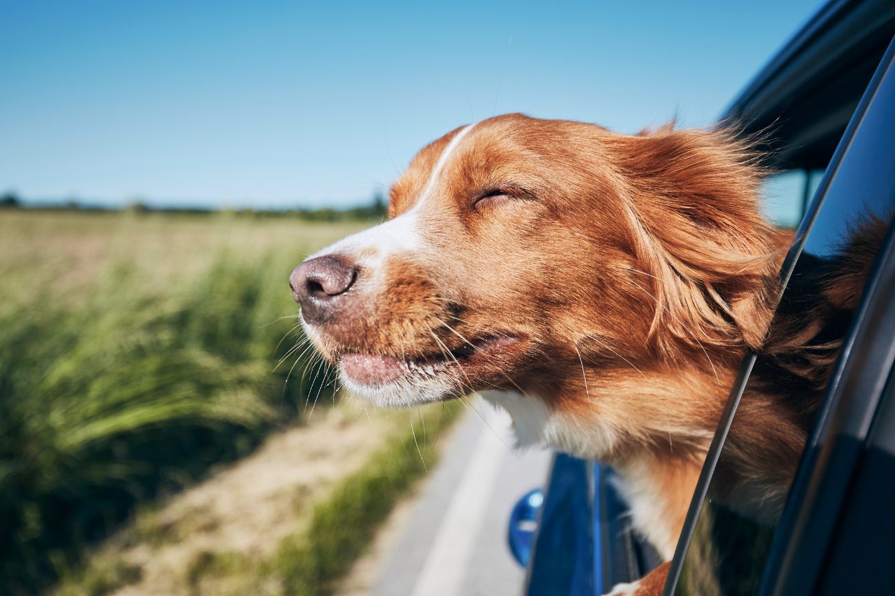 Ponts de mai 2026 : voyager en toute sécurité avec votre chien ou chat sur l’autoroute