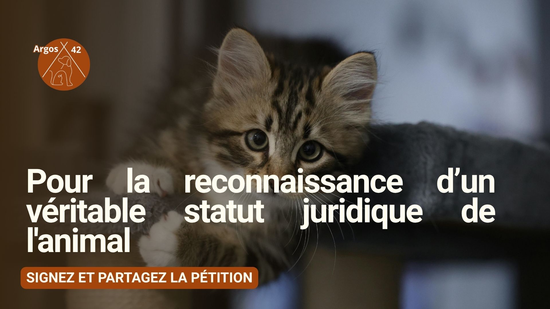 Pour la reconnaissance d'un véritable statut juridique de l'animal