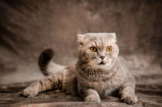 Chat scottish fold tigré aux oreilles pliées, installé devant un fond sombre