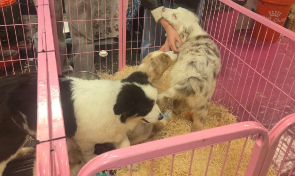 La bataille législative pour interdire les salons du chiot en France : Argos42 en première ligne