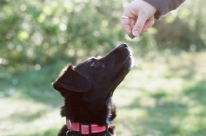 éducation chien adopté