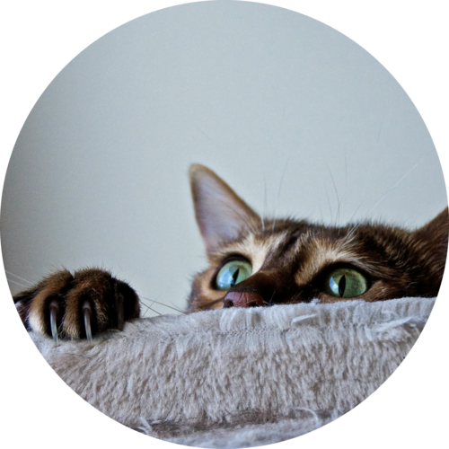 Protéger les chats et les chiens, les missions juridiques d'ARGOS 42