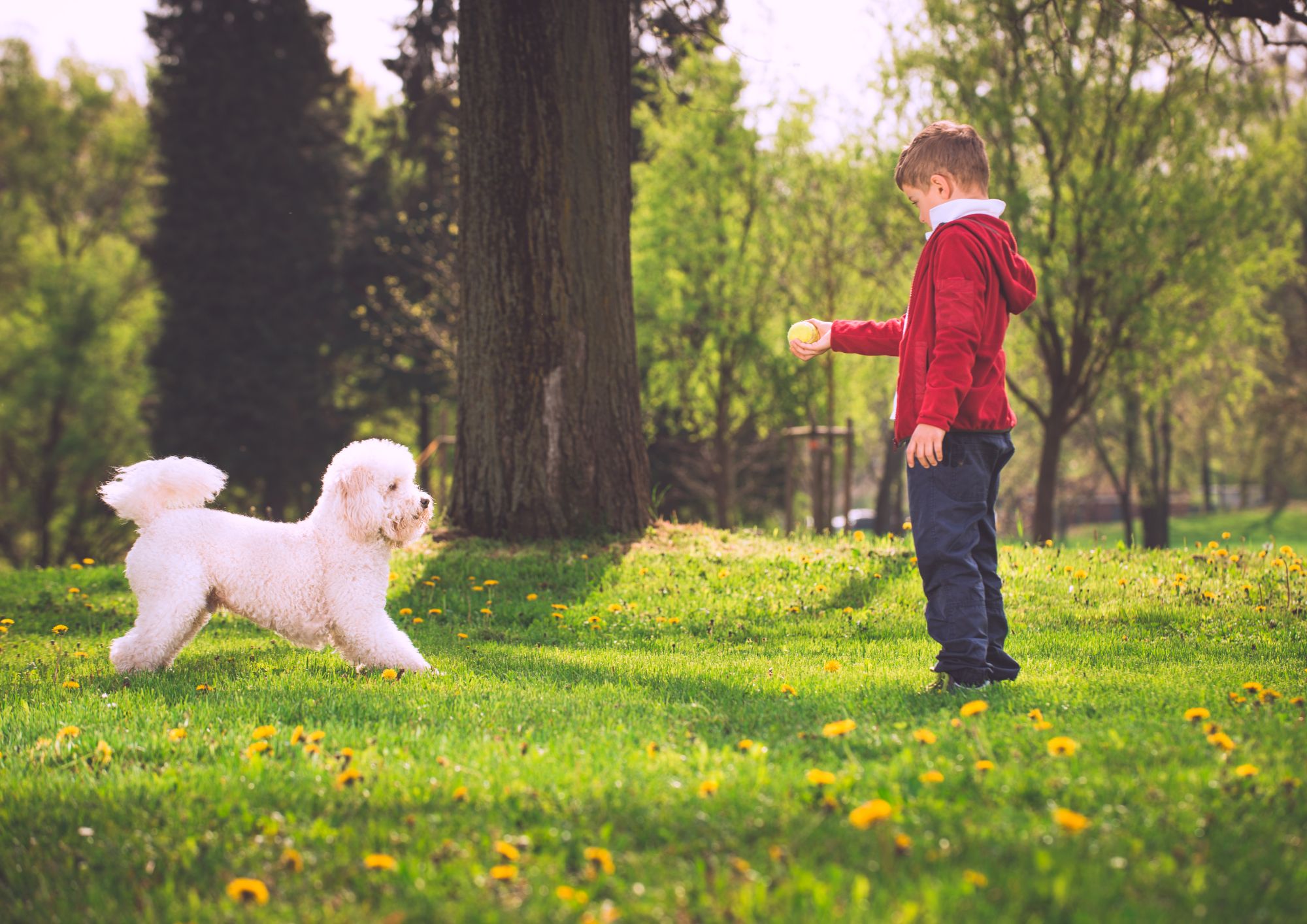 apprendre le langage canin aux enfants