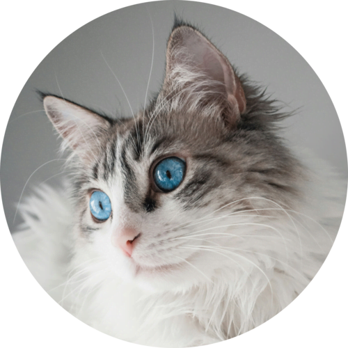 Le bien être animal des chats, c'est aussi ARGOS 42