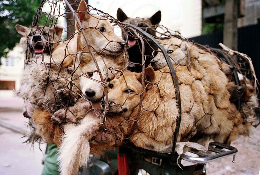Festival de Yulin 2026 : Argos 42 appelle à mettre fin à un symbole mondial de cruauté 1 Chiens en cage avant le festival de Yulin 2026 en Chine