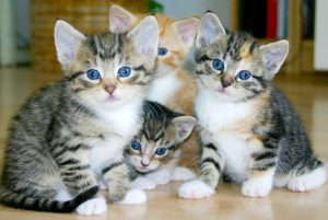 stérilisation des chats