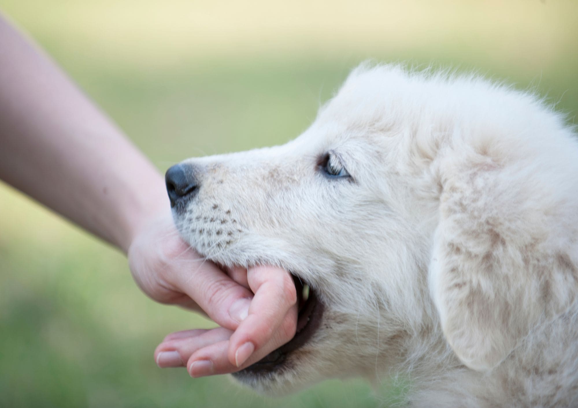langage canin : le chien ne mord pas sans prévenir