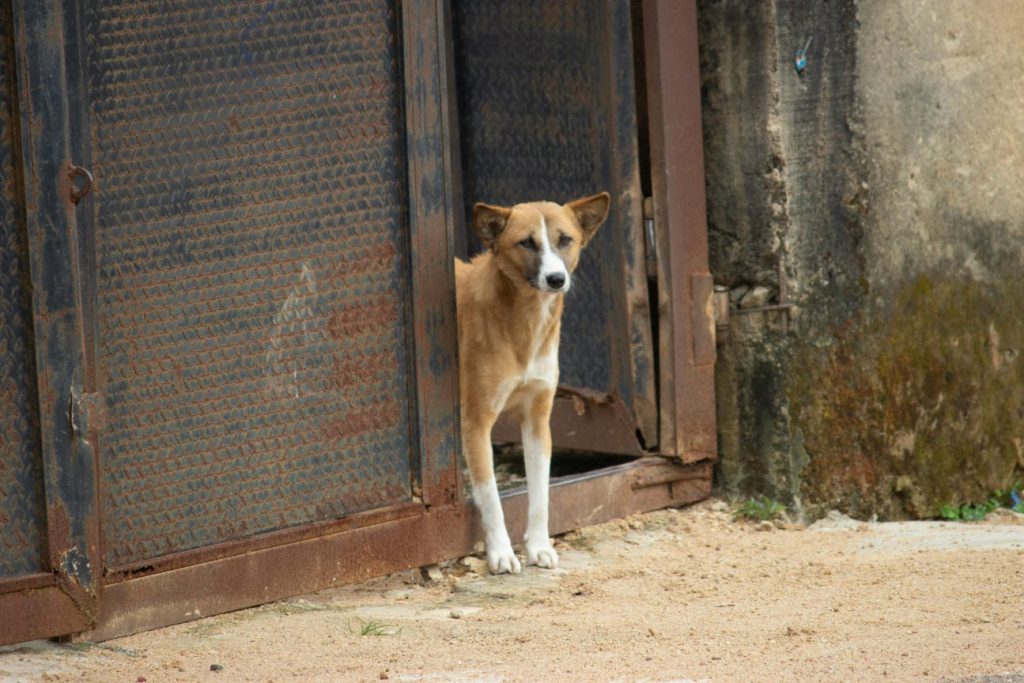 Victoire : l'abattage des chiens errants supprimé du projet de loi, mais le combat ne fait que commencer 1 Abattage de chiens dans les DOM par sénat