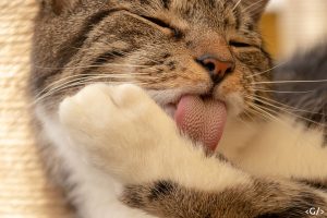 danger du tabagisme passif chats