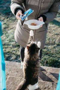 Une personne distribue de la pâtée à un chat dans le cadre d'une aide alimentaire solidaire pour animaux de compagnie