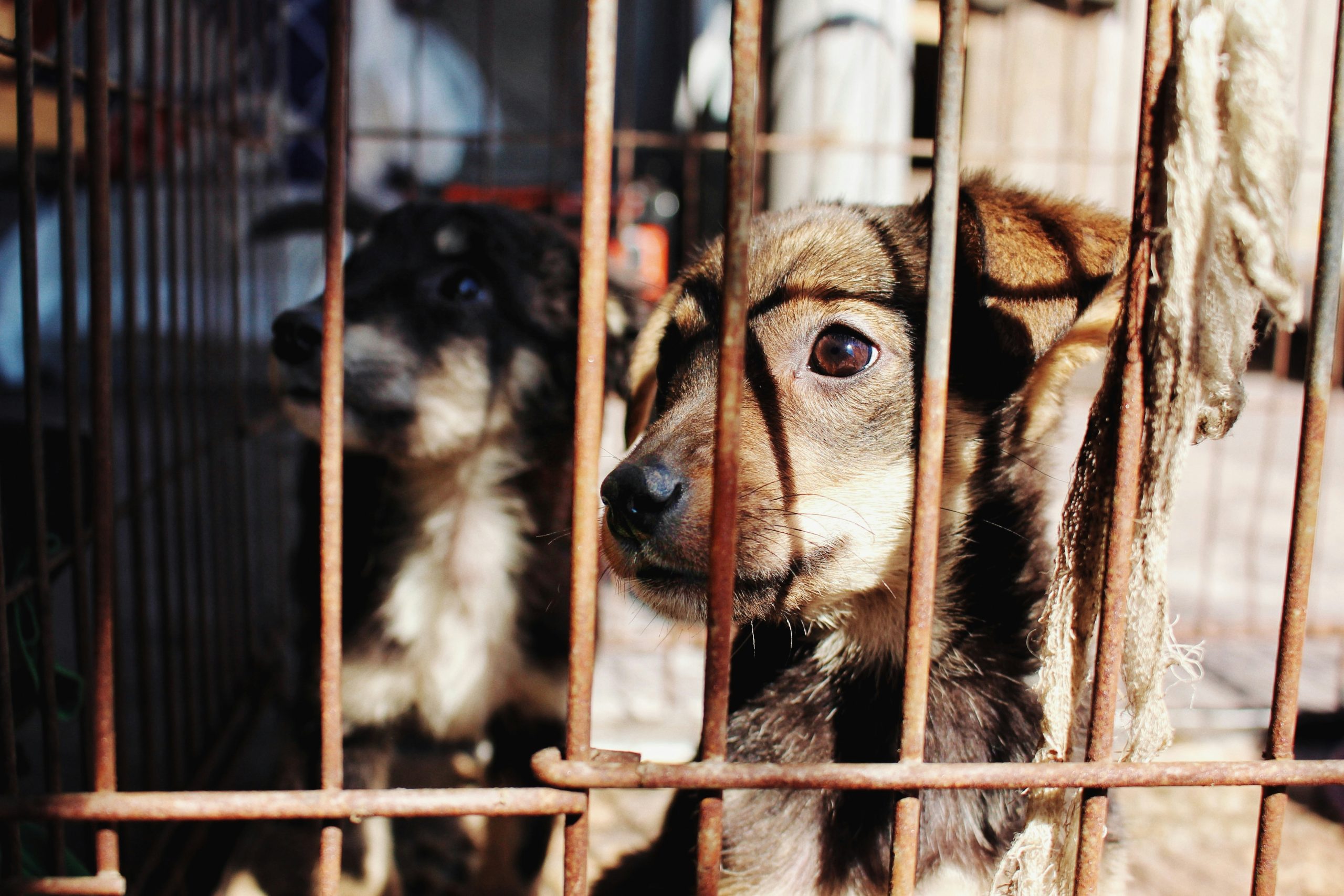 Interdiction de détention d'animaux : adoption dans un refuge en France