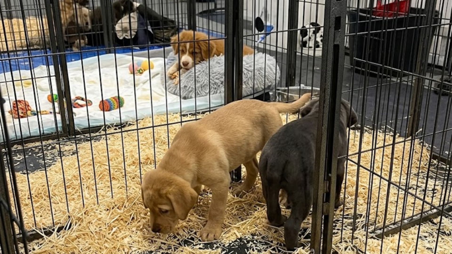 Chiot enfermé dans une cage exposé lors d'un salon du chiot en pleine chaleur