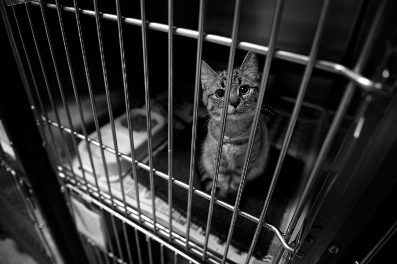 La maltraitance chez le chat : Zoosadisme 