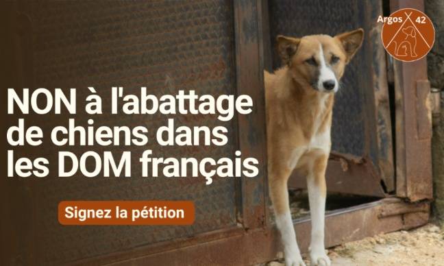NON à la mise à mort des chiens errants dans les DOM français