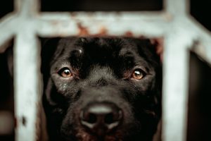 Gros plan sur un chien noir qui regarde à travers une grille rouillée. Symbolise les lacunes de la loi Grammont vis-à-vis de la protection animale 