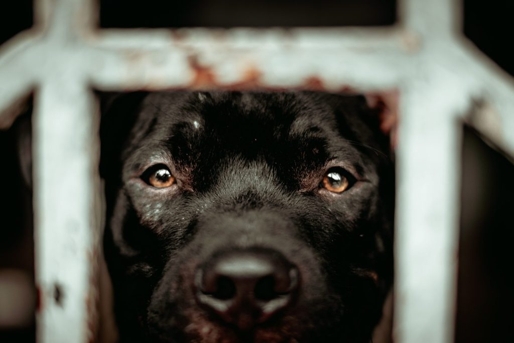Gros plan sur un chien noir qui regarde à travers une grille rouillée. Symbolise les lacunes de la loi Grammont vis-à-vis de la protection animale