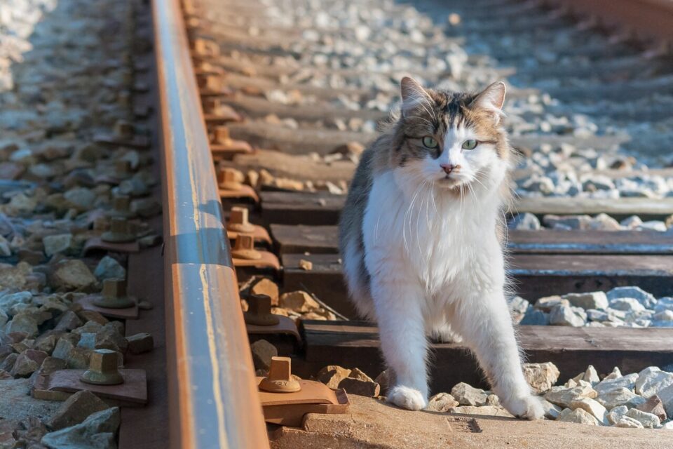 Gina est morte comme Neko : pourquoi le protocole de la SNCF ne protège personne