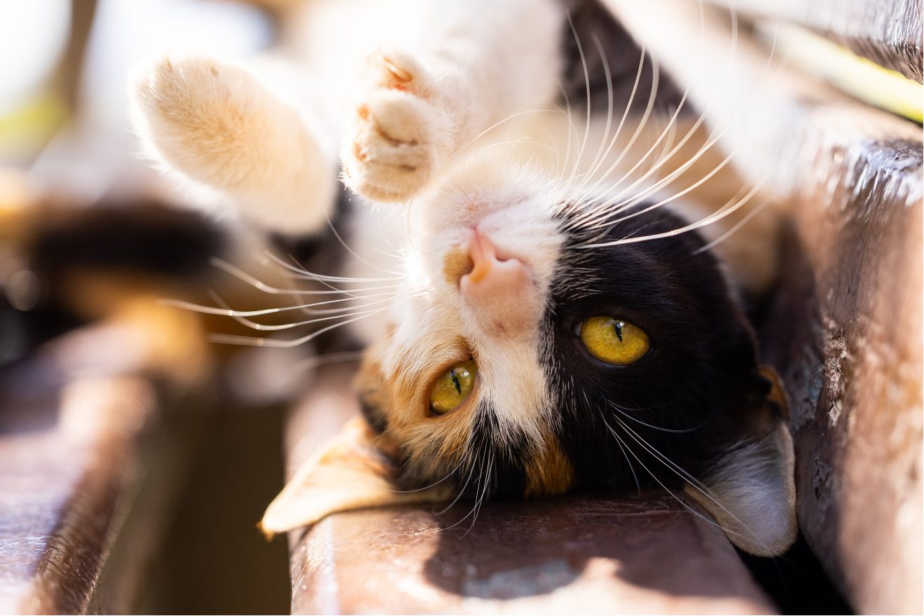 Vol d'animaux de compagnie, vers la requalification juridique