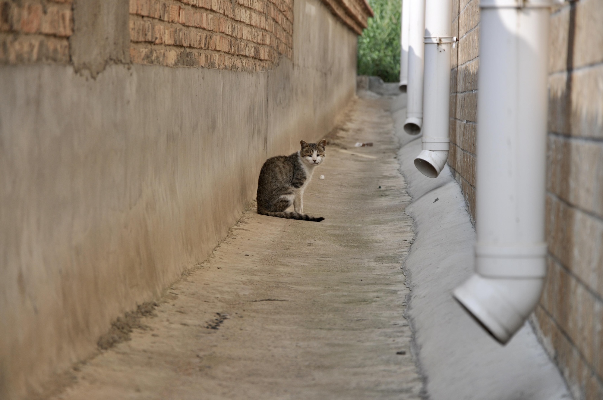 https://argos42.org/interdiction-nourrir-chats-errants-arrete/