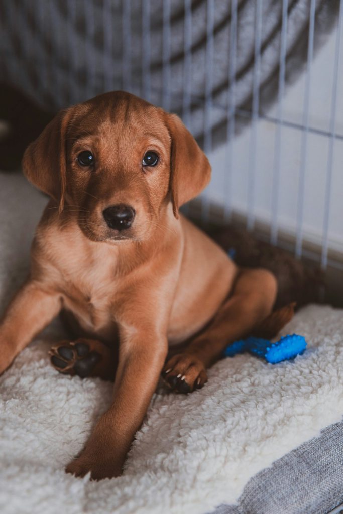 Un chiot en cage