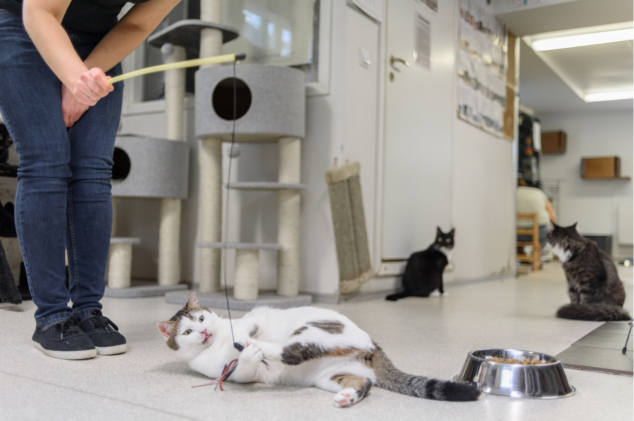 Interdiction de vente de chiens et chats en animalerie
