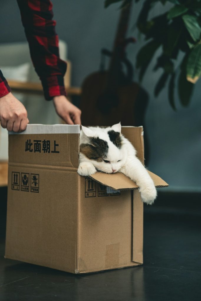 Déménager avec son chat : comprendre sa psychologie pour une adaptation réussie 1 Chat noir et blanc dans un carton de déménagement, qui tente d’en sortir avec l'aide de son propriétaire.