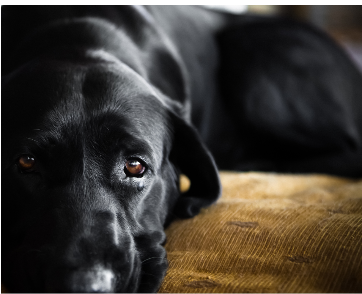 Journée internationale du chien : les animaux ne sont pas des marchandises