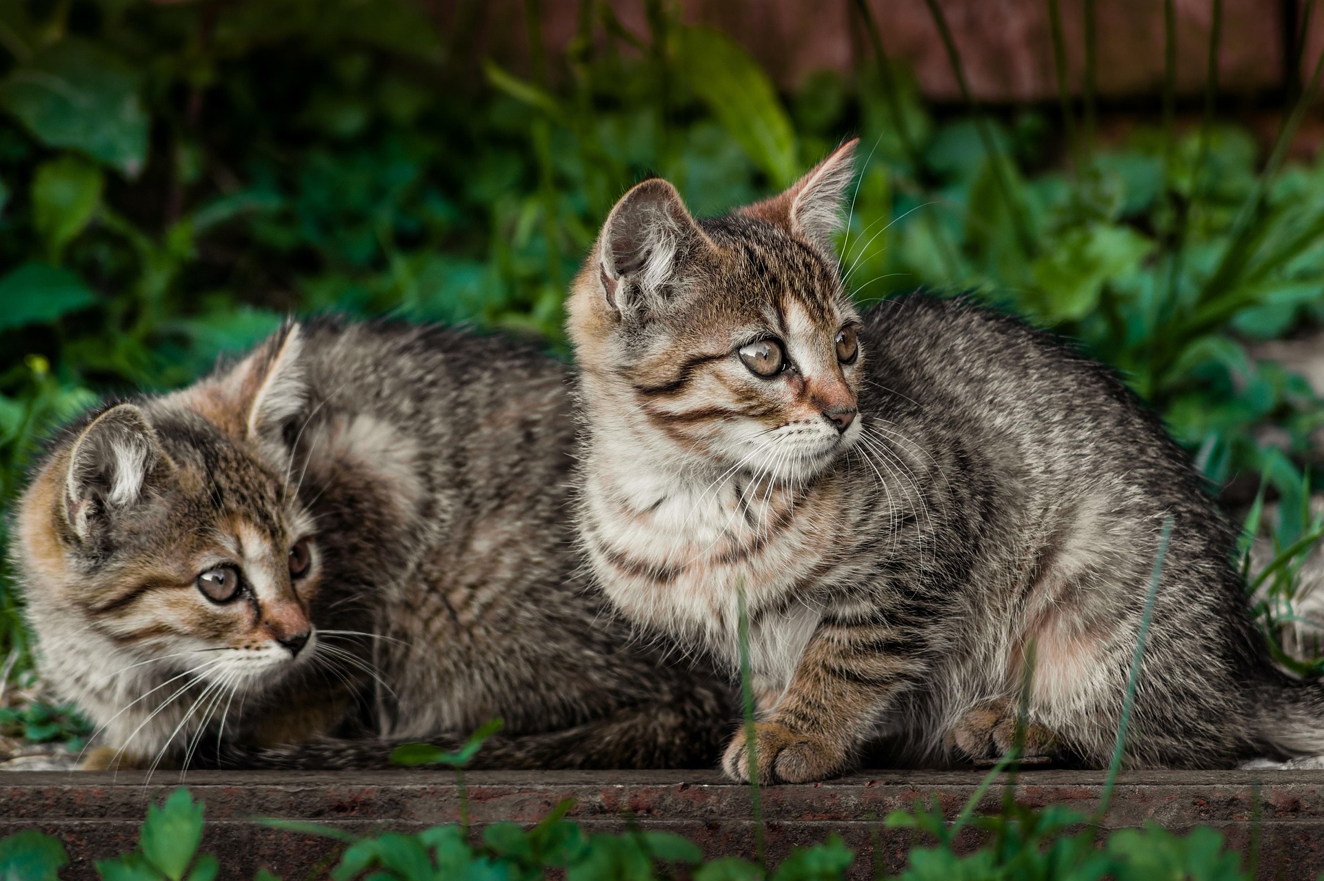 permis de détention d'un animal en France - débat et propositions de loi
