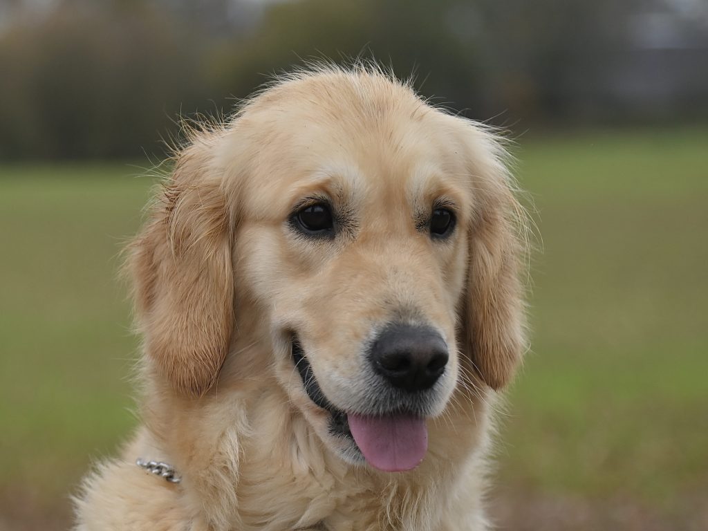 chien assistance jaclou dl golden retriever dog 8434905