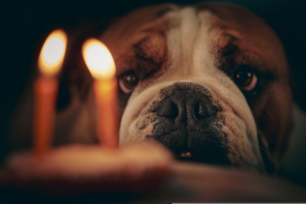 cp17 bulldog 6146494