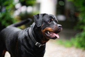 Chien de sécurité privée en mission de gardiennage
