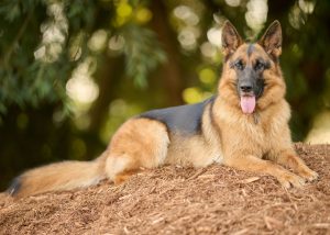 berger allemand