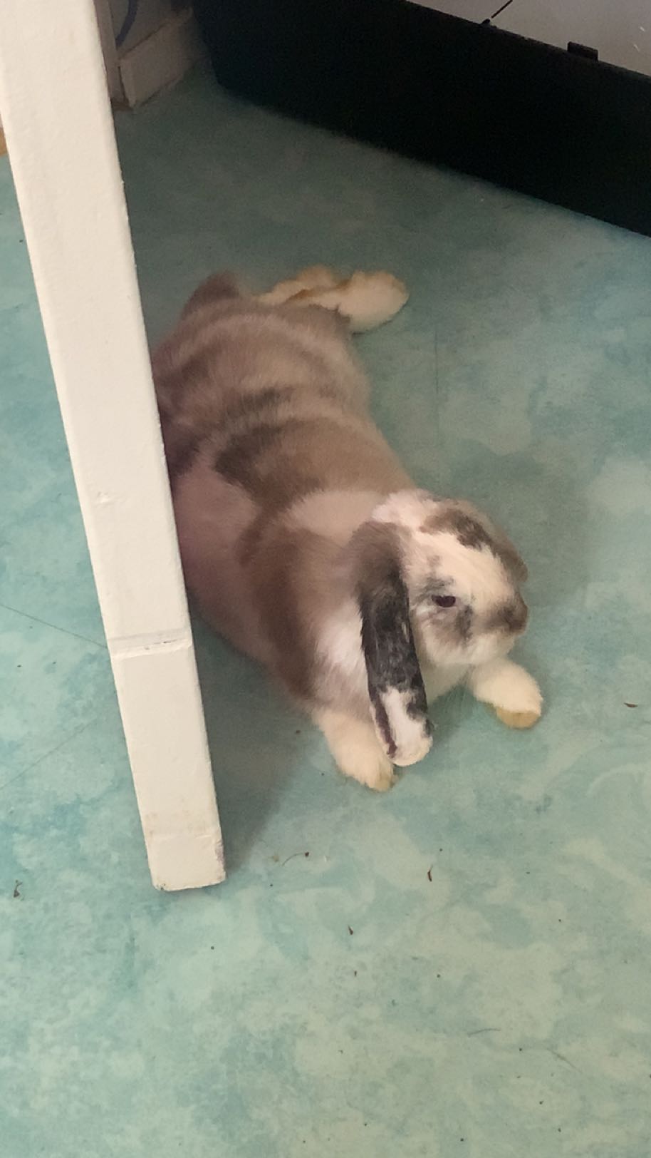 Mirabelle