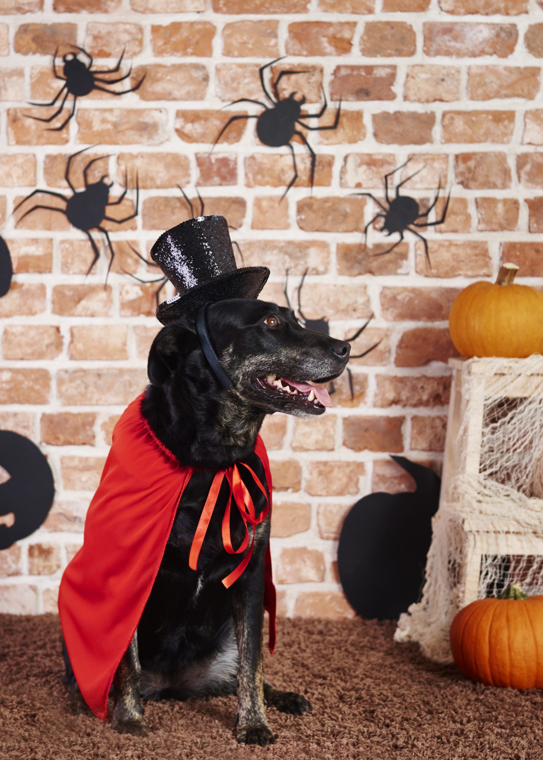 Halloween : pourquoi déguiser nos animaux n’est pas une bonne idée ?